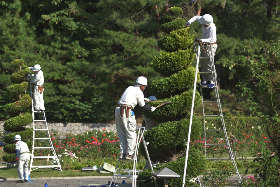 植木剪定作業